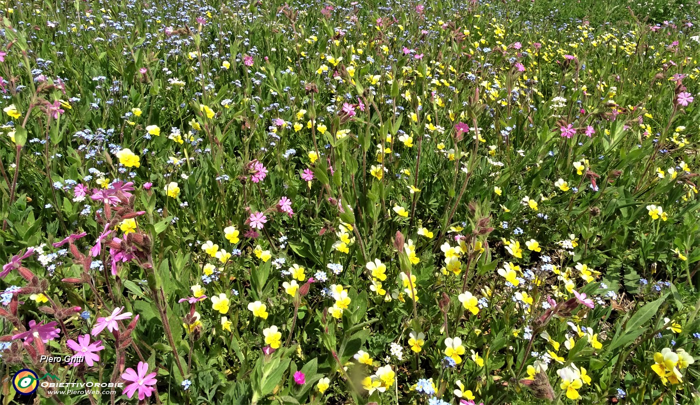 64 Il rosa della silene dioica, il giallo della viola biflora, l'azzurro dei nontiscordar.JPG